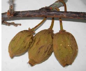 batteriosi PSA kiwi frutti